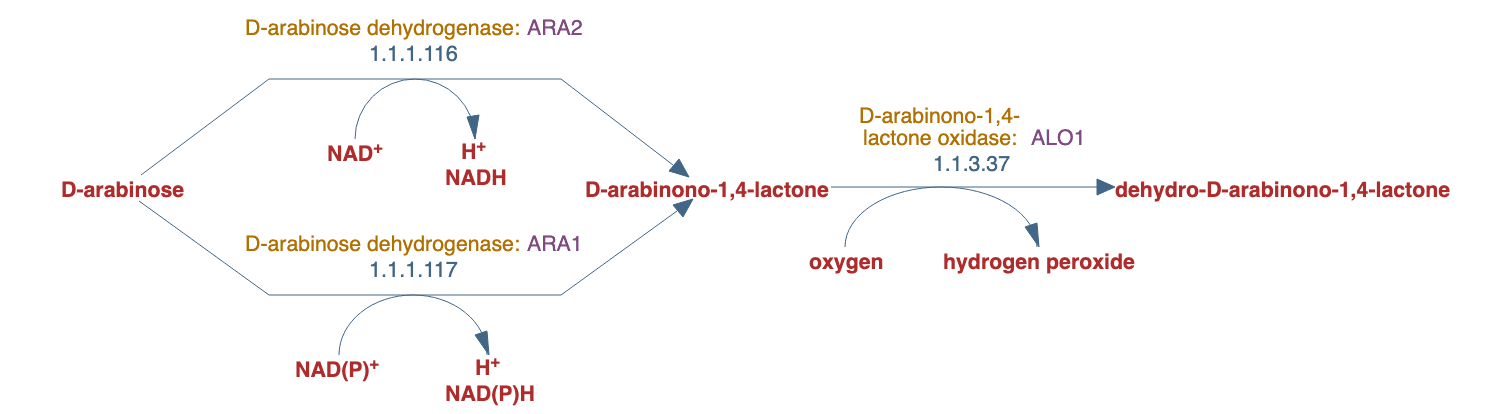dehydro-D-arabinono-1,4-lactone biosynthesis pathway diagram