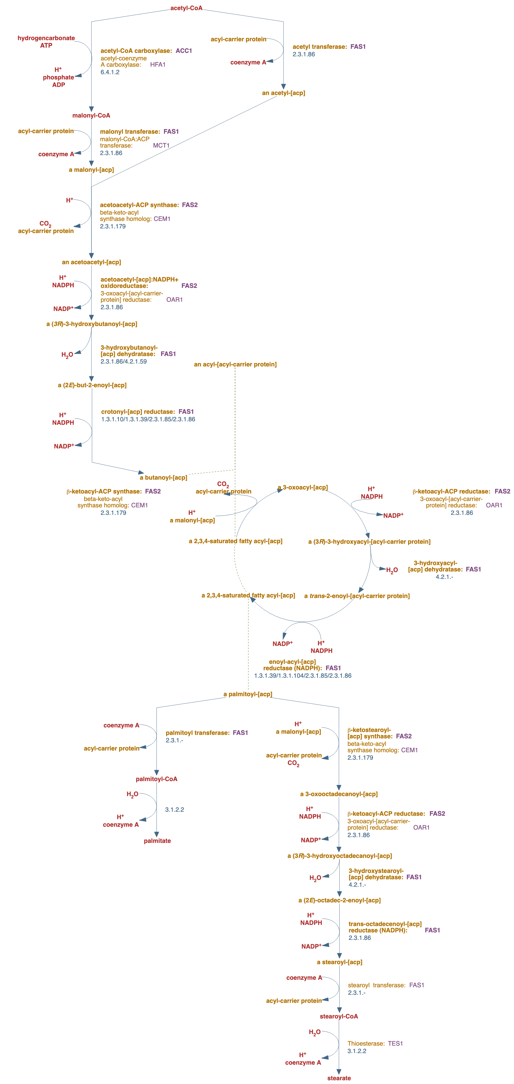superpathway of fatty acid biosynthesis, saturated pathway diagram