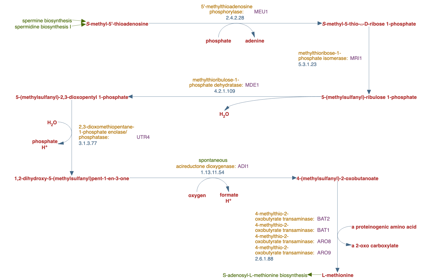 methionine salvage pathway pathway diagram