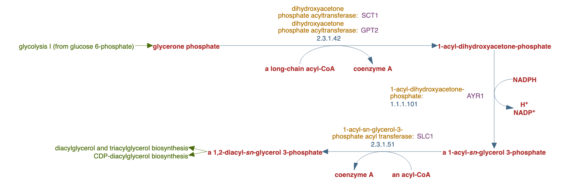phosphatidate biosynthesis I (the dihydroxyacetone pathway) pathway diagram