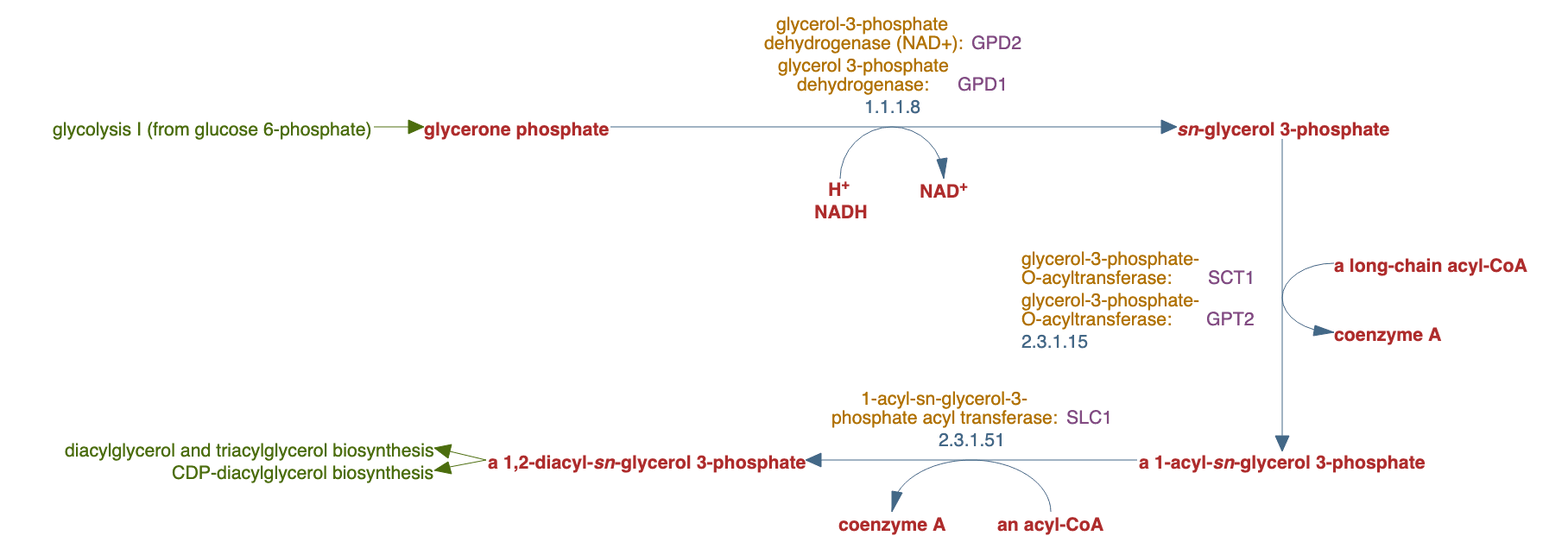 phosphatidate biosynthesis II (the glycerol-3-phosphate pathway) pathway diagram
