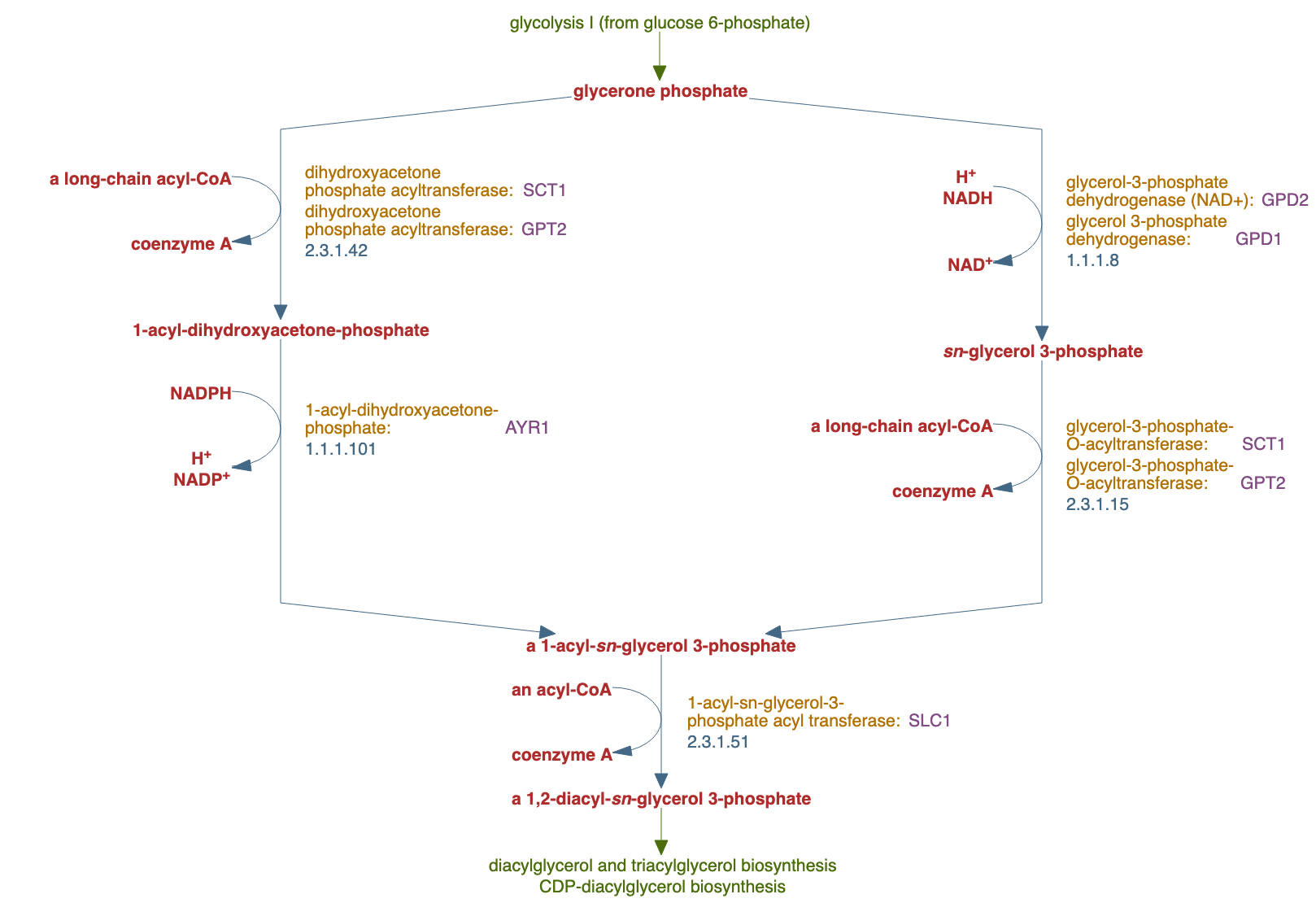 superpathway of phosphatidate biosynthesis pathway diagram