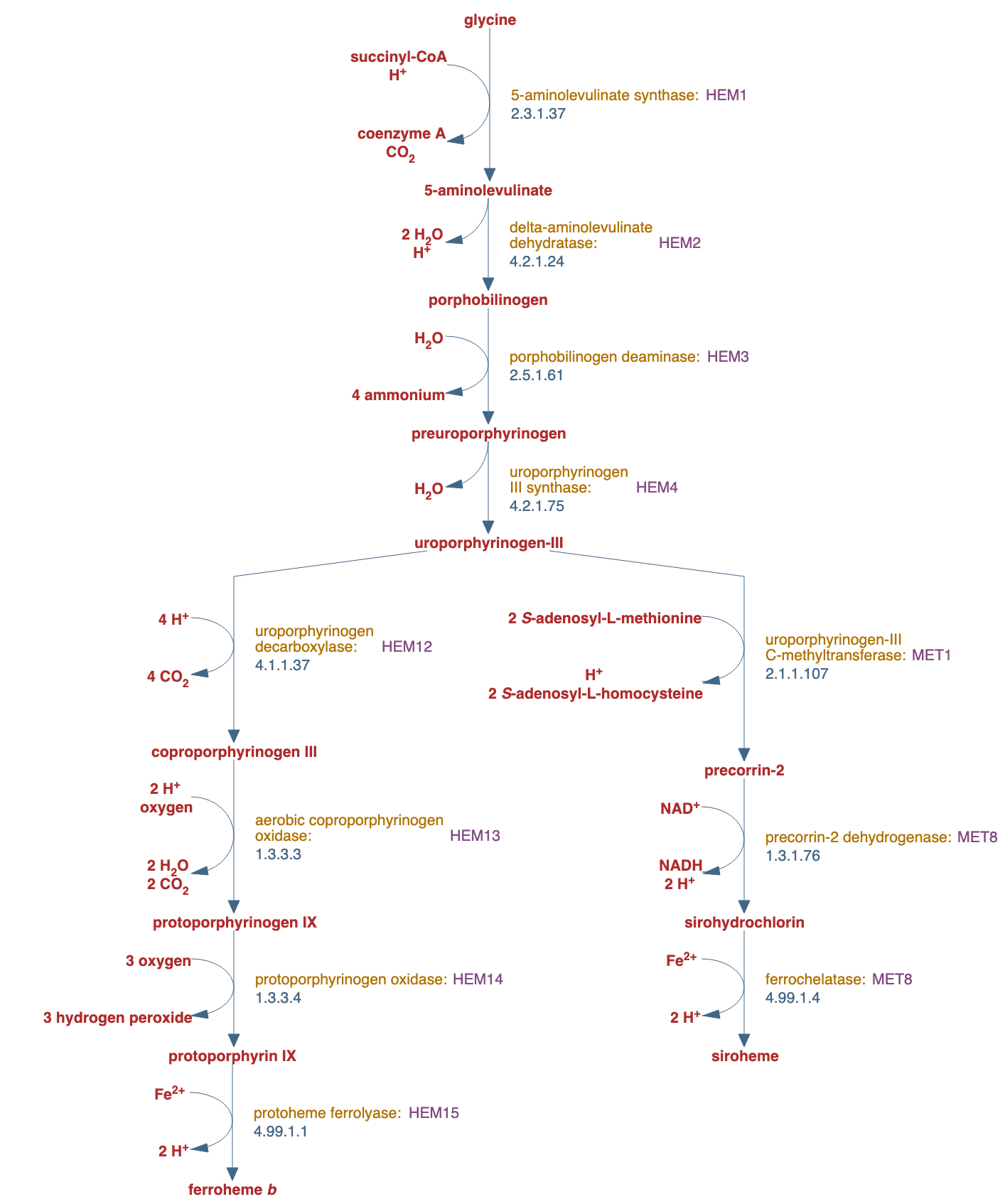 superpathway of heme and siroheme biosynthesis pathway diagram