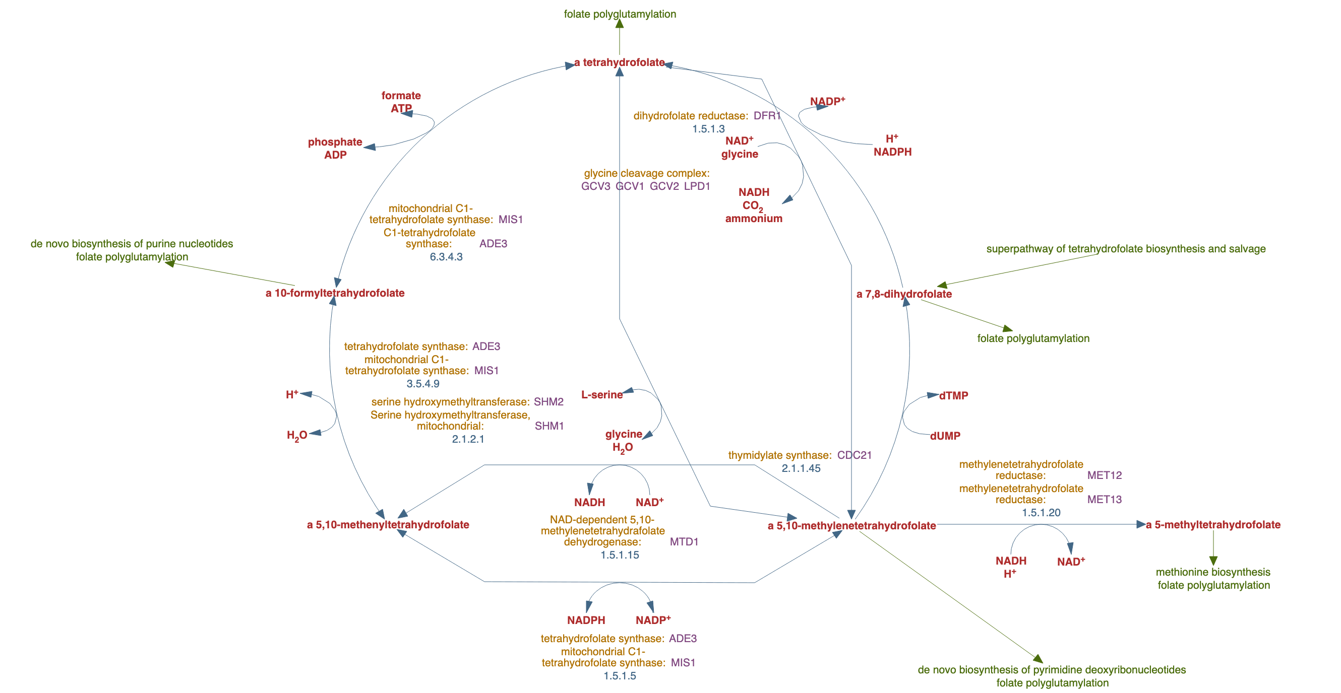 folate interconversions pathway diagram