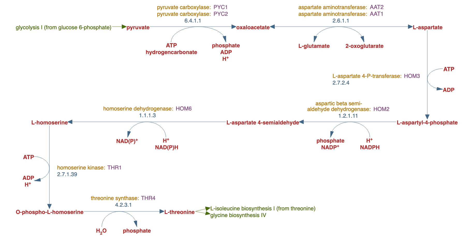 superpathway of threonine biosynthesis pathway diagram