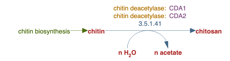 chitosan biosynthesis pathway diagram