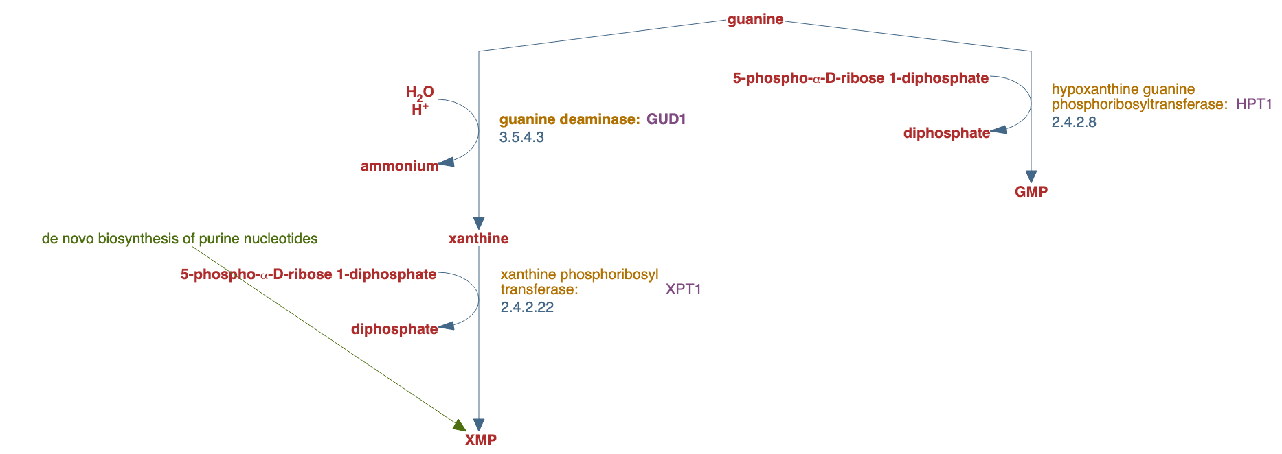 salvage pathways of guanine, xanthine and their nucleosides pathway diagram