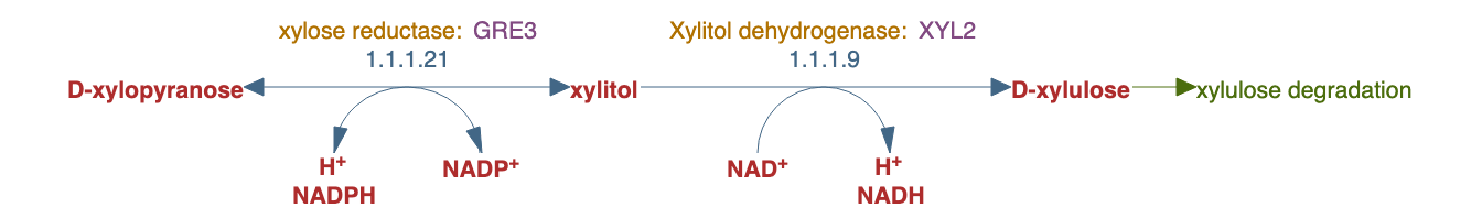 xylose metabolism pathway diagram