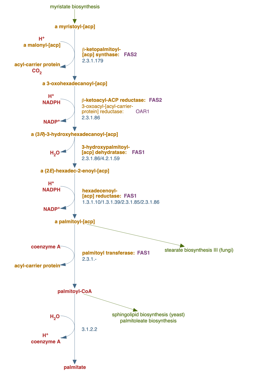 palmitate biosynthesis pathway diagram