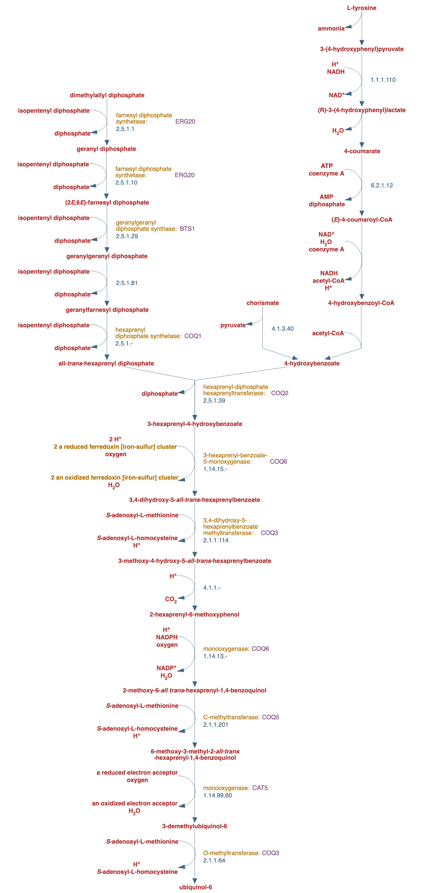 superpathway of ubiquinone biosynthesis pathway diagram