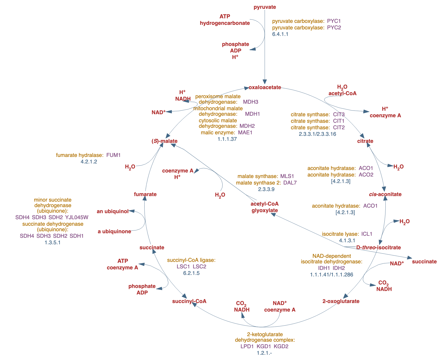 superpathway of TCA cycle and glyoxylate cycle pathway diagram