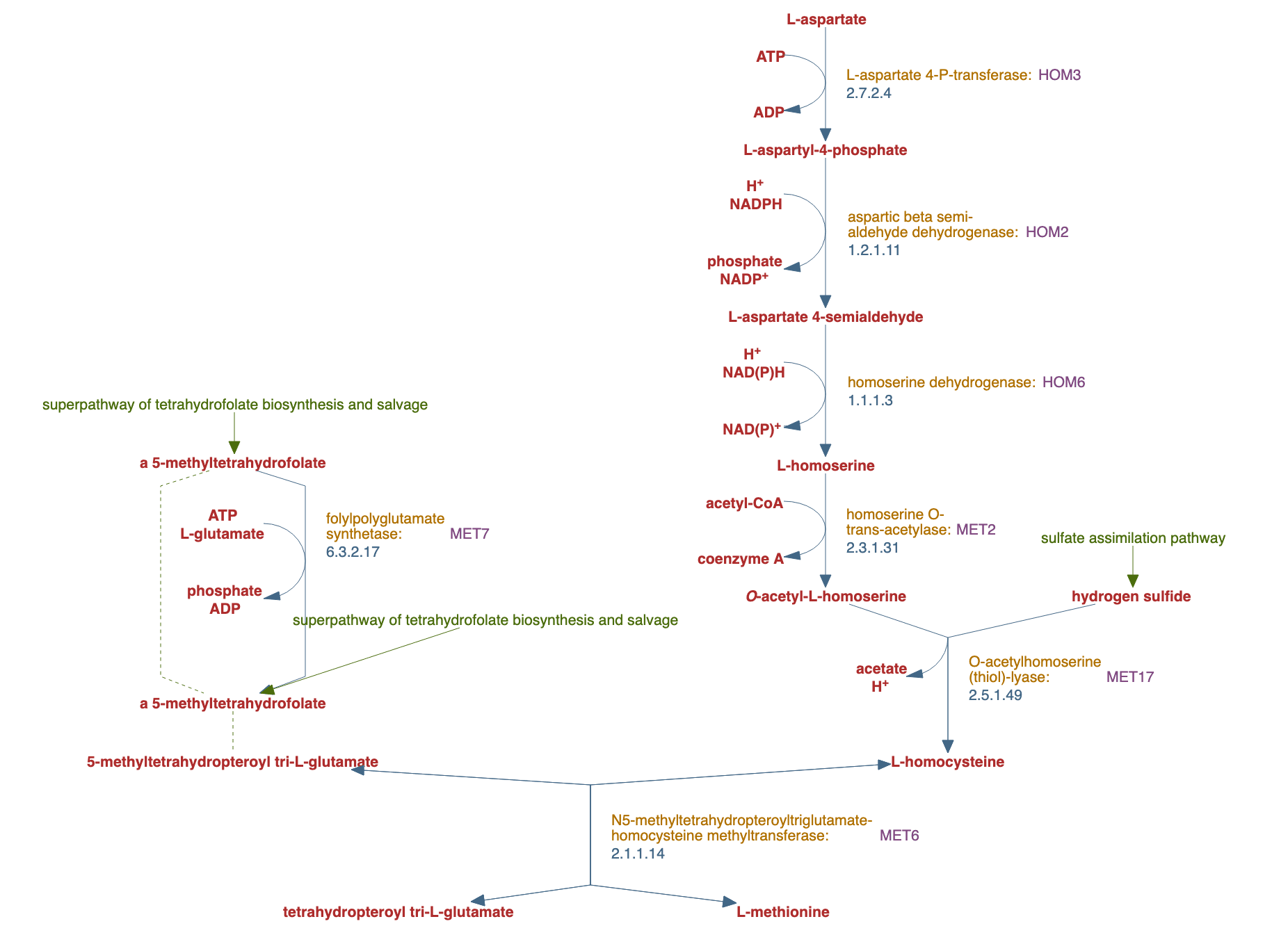 superpathway of methionine biosynthesis pathway diagram