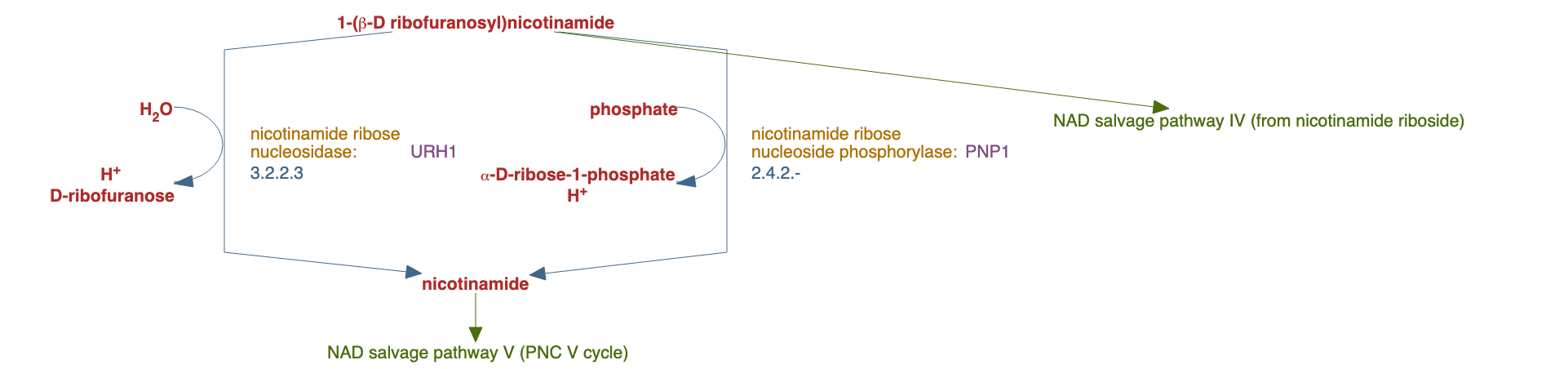 nicotinamide riboside salvage pathway II pathway diagram