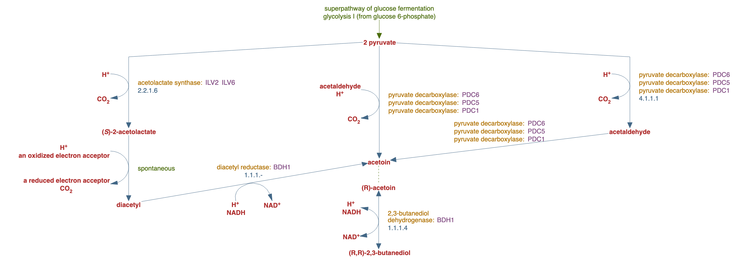 superpathway of acetoin and butanediol biosynthesis pathway diagram
