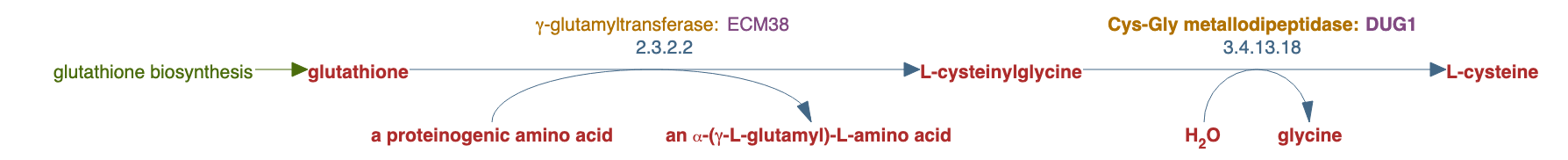 glutathione degradation pathway diagram