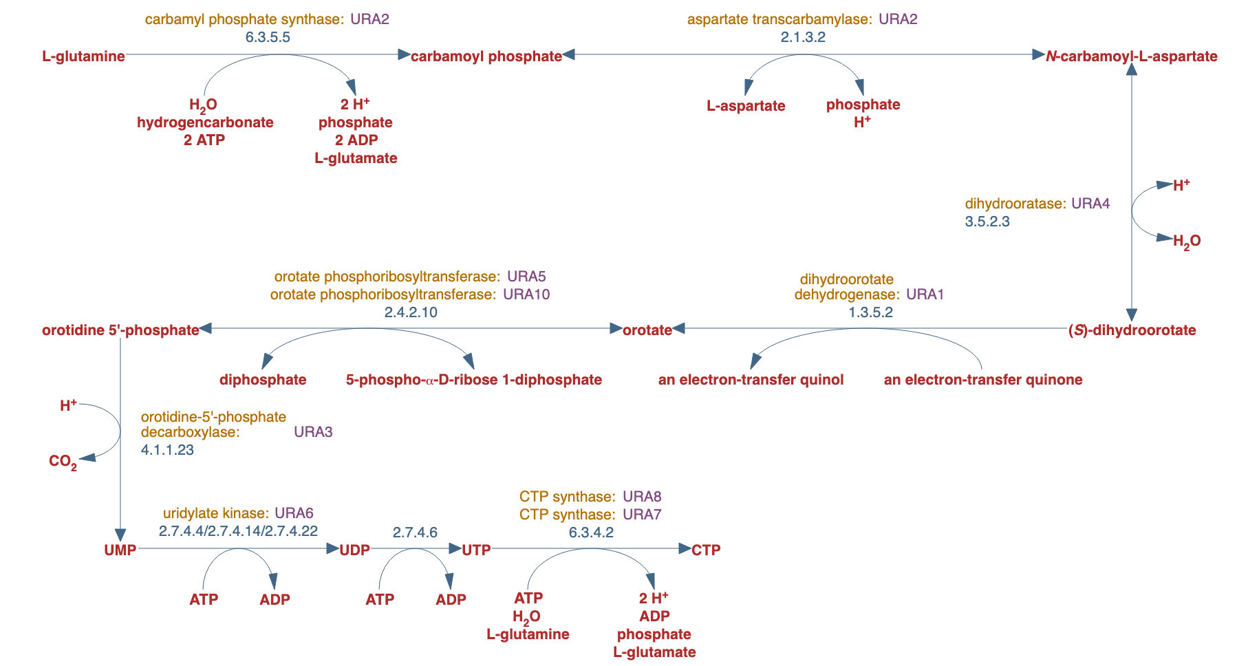 de novo biosynthesis of pyrimidine ribonucleotides pathway diagram