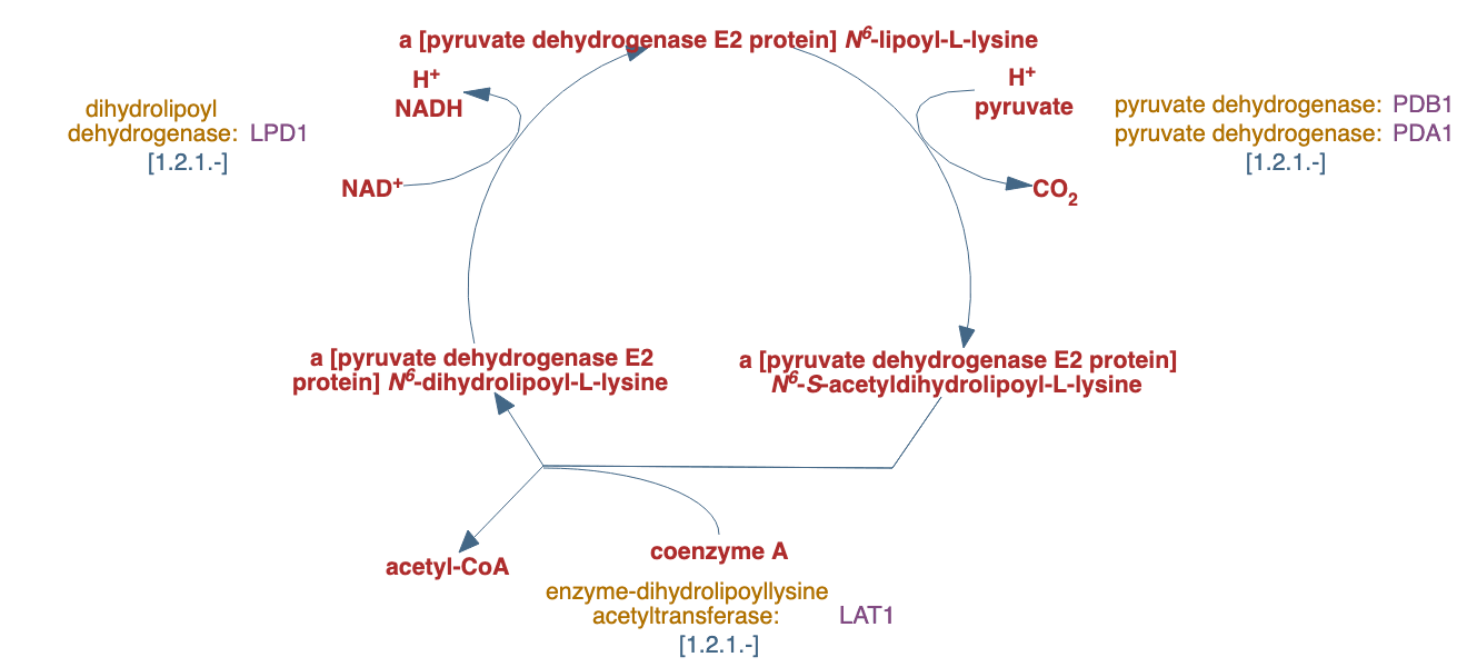 pyruvate decarboxylation to acetyl CoA pathway diagram