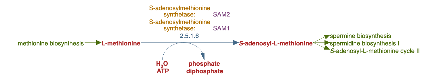 S-adenosyl-L-methionine biosynthesis pathway diagram