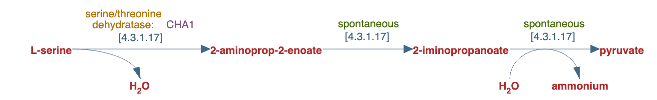 L-serine degradation pathway diagram