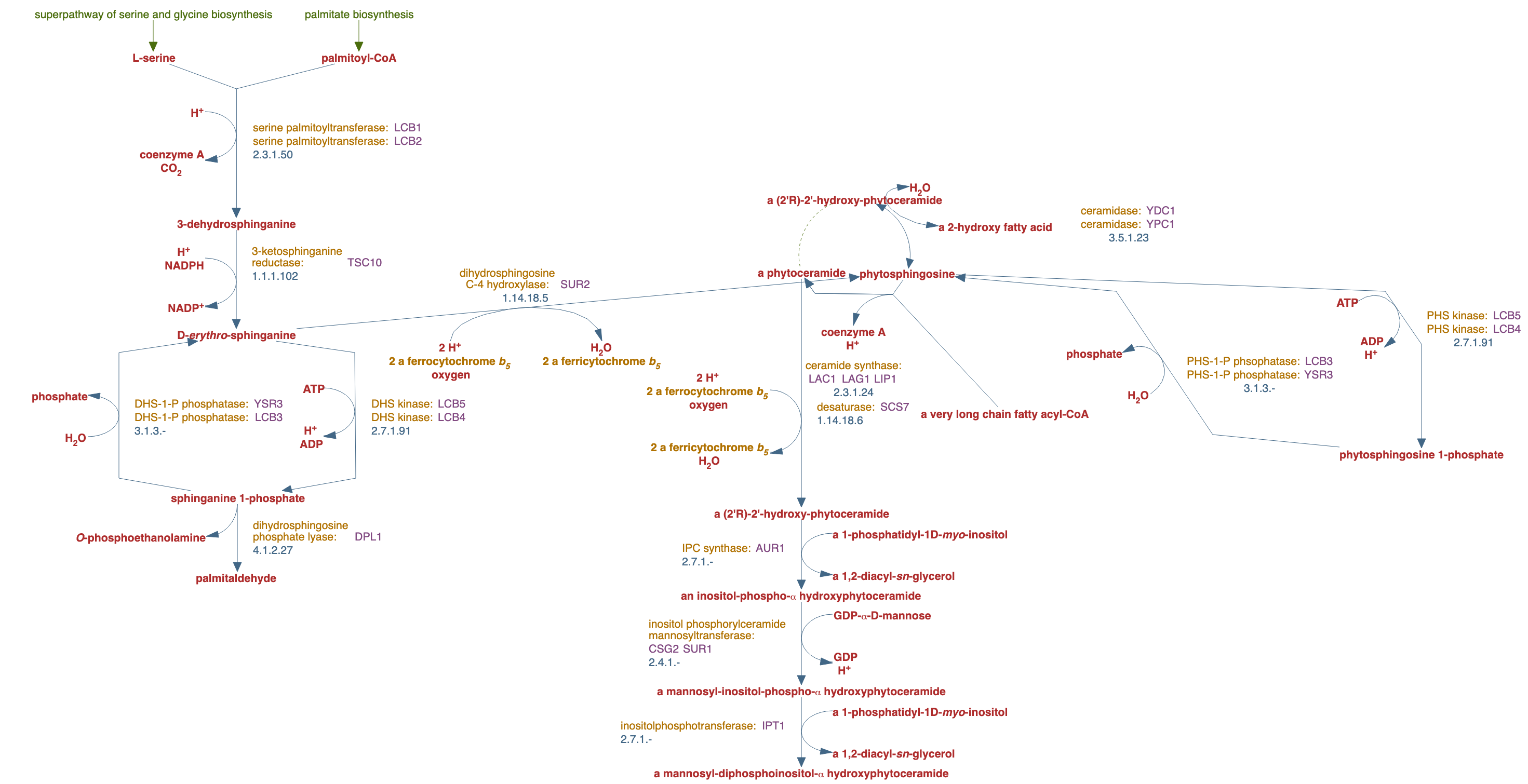 sphingolipid biosynthesis (yeast) pathway diagram