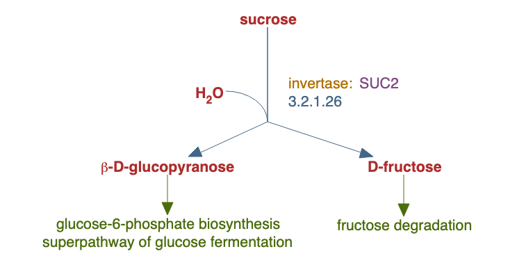 sucrose degradation pathway diagram