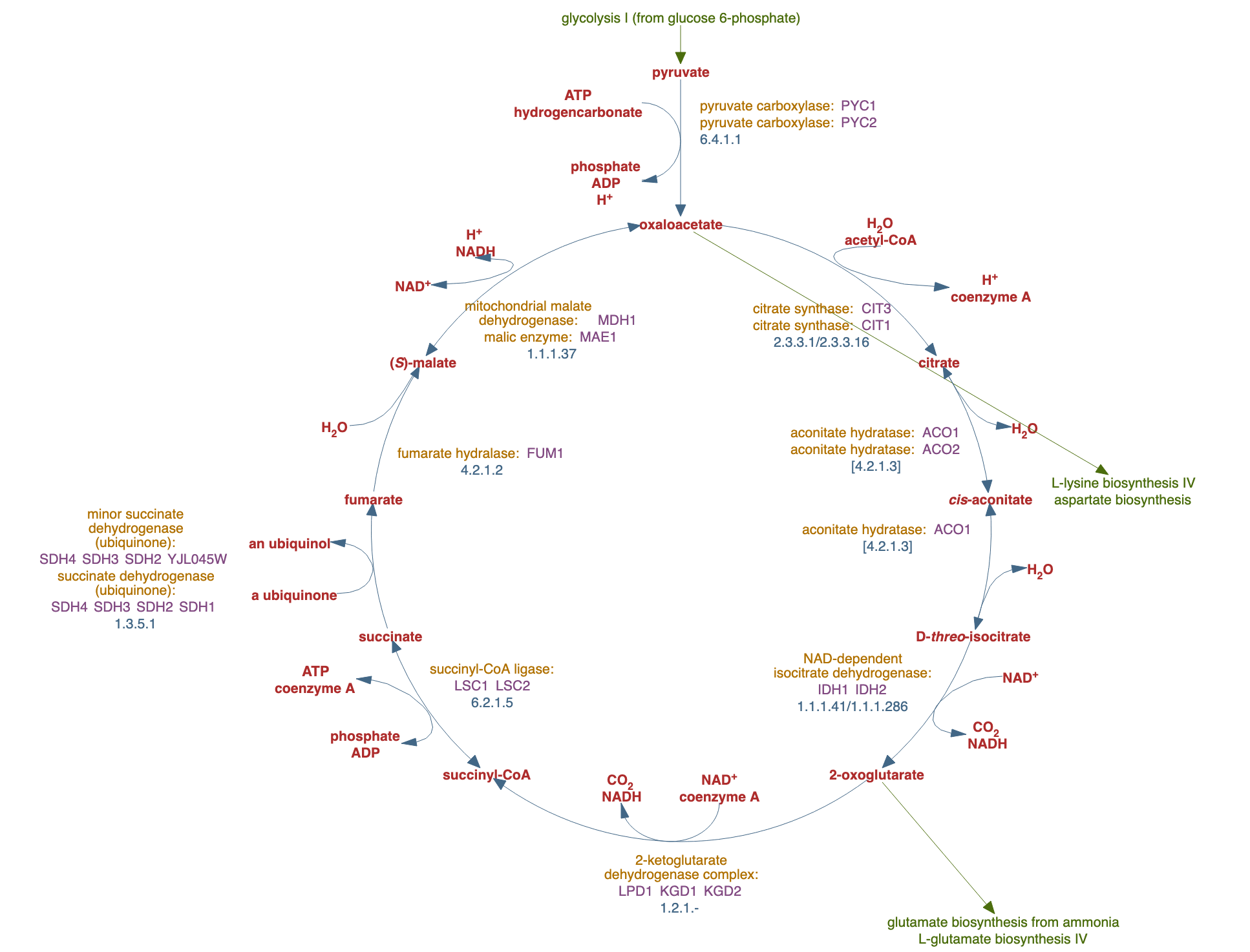 TCA cycle, aerobic respiration pathway diagram