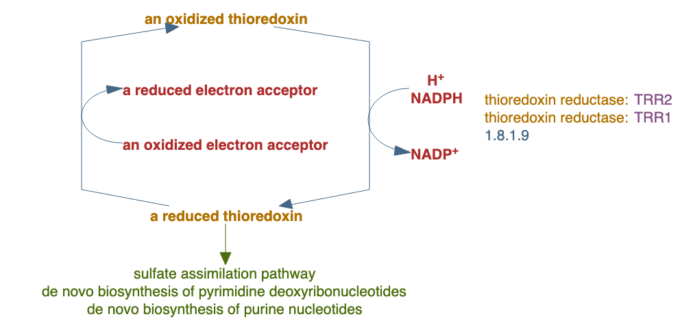 thioredoxin pathway pathway diagram