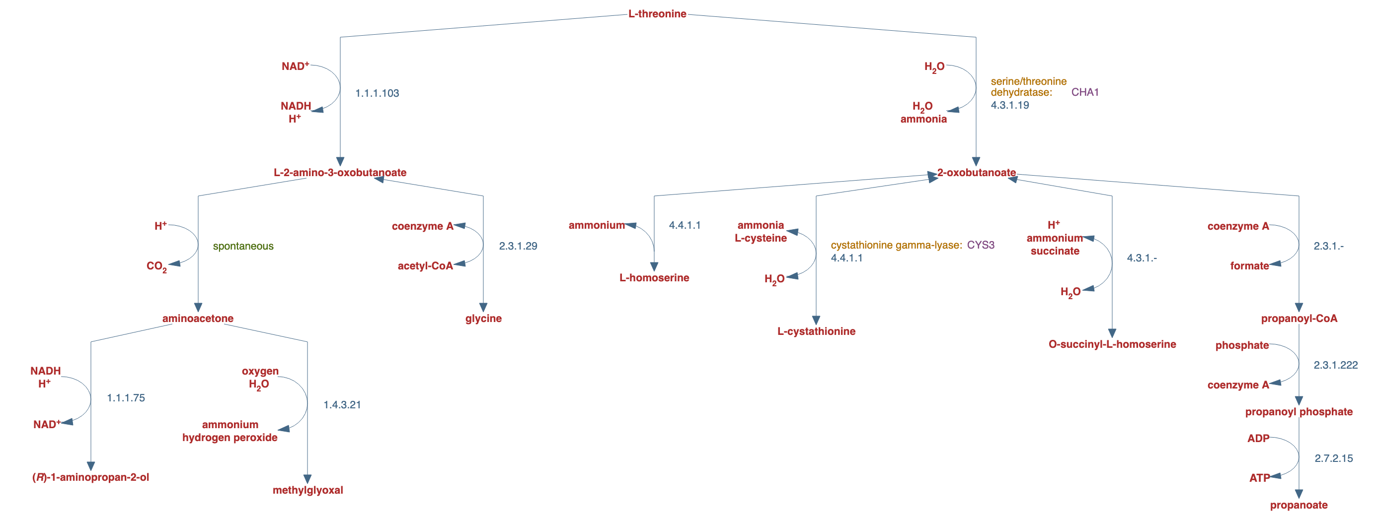 threonine degradation pathway diagram