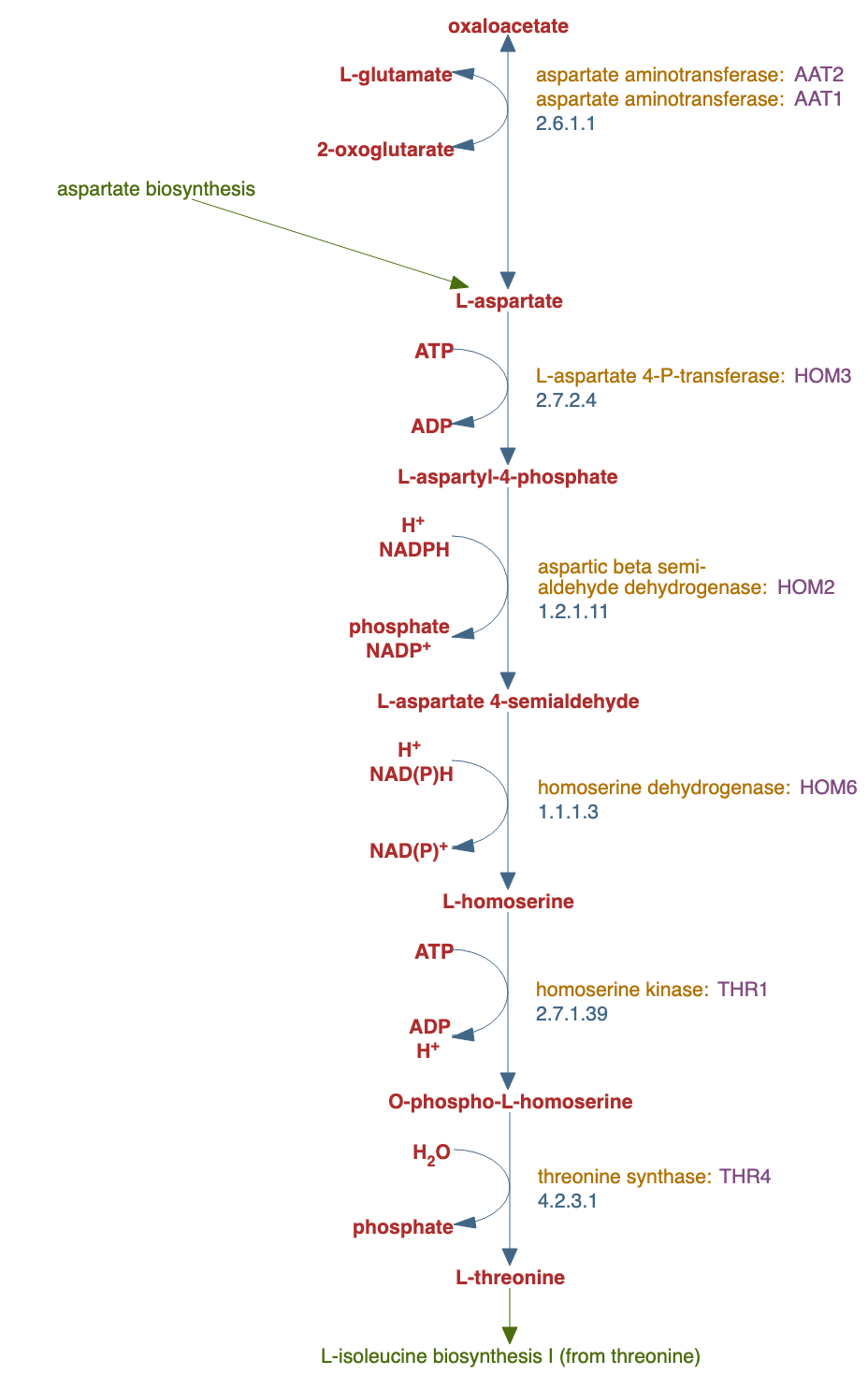 superpathway of L-threonine biosynthesis pathway diagram