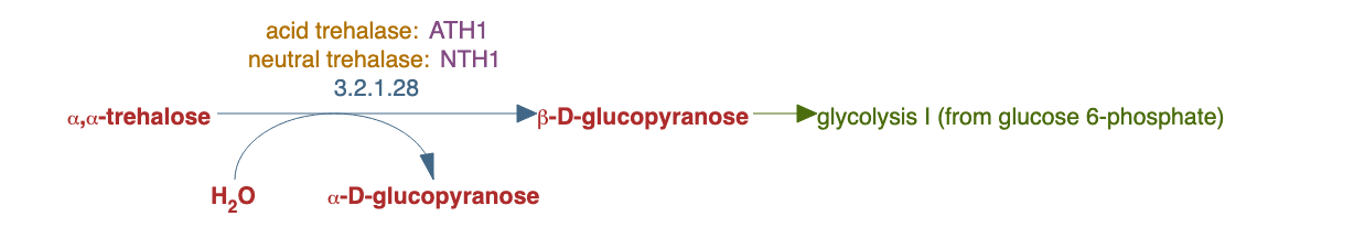 trehalose degradation pathway diagram