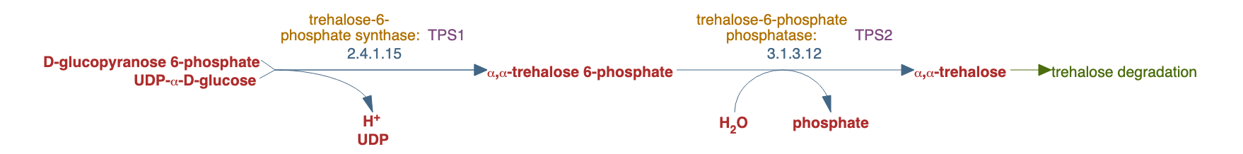 trehalose biosynthesis I pathway diagram