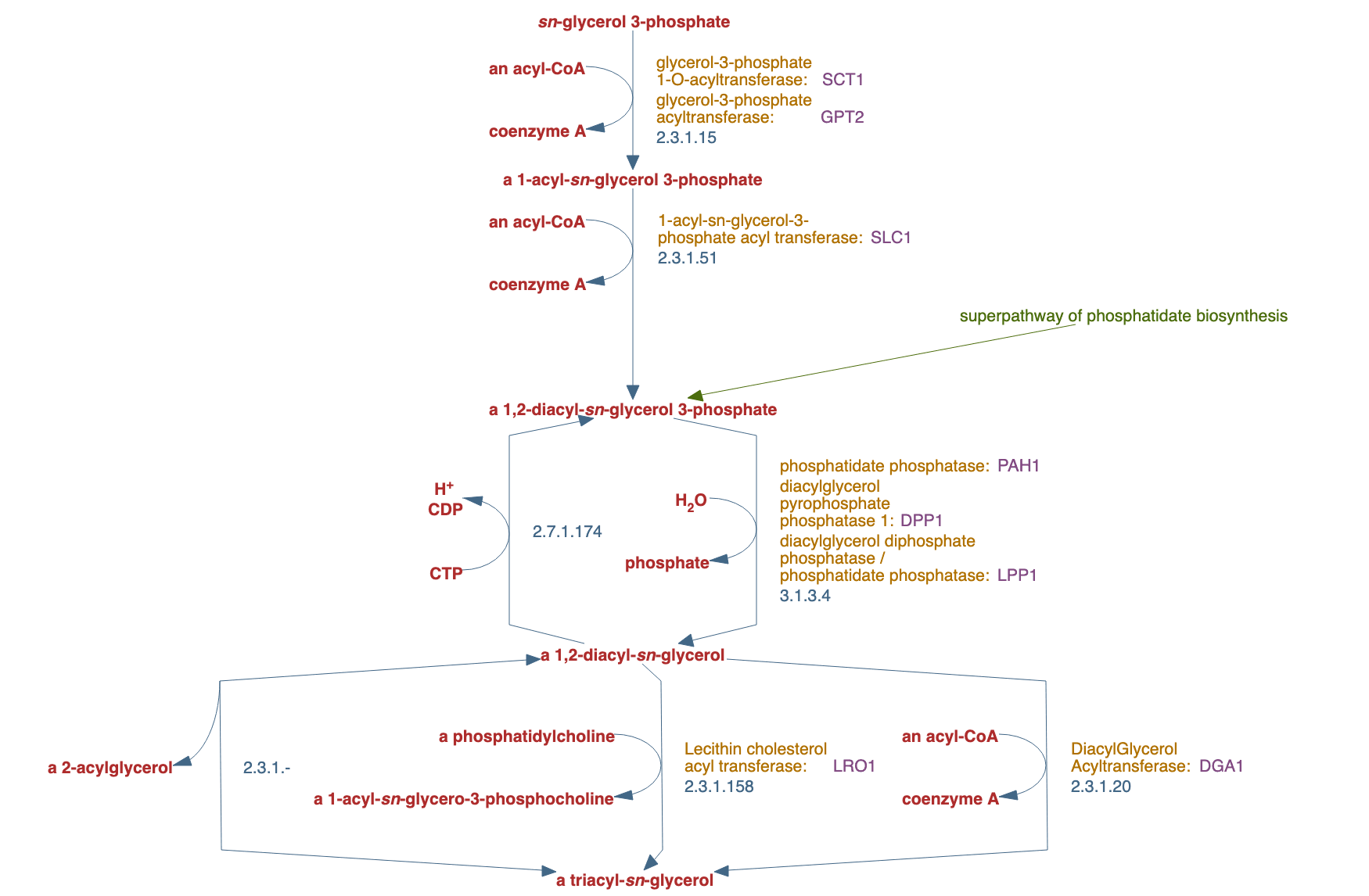 diacylglycerol and triacylglycerol biosynthesis pathway diagram