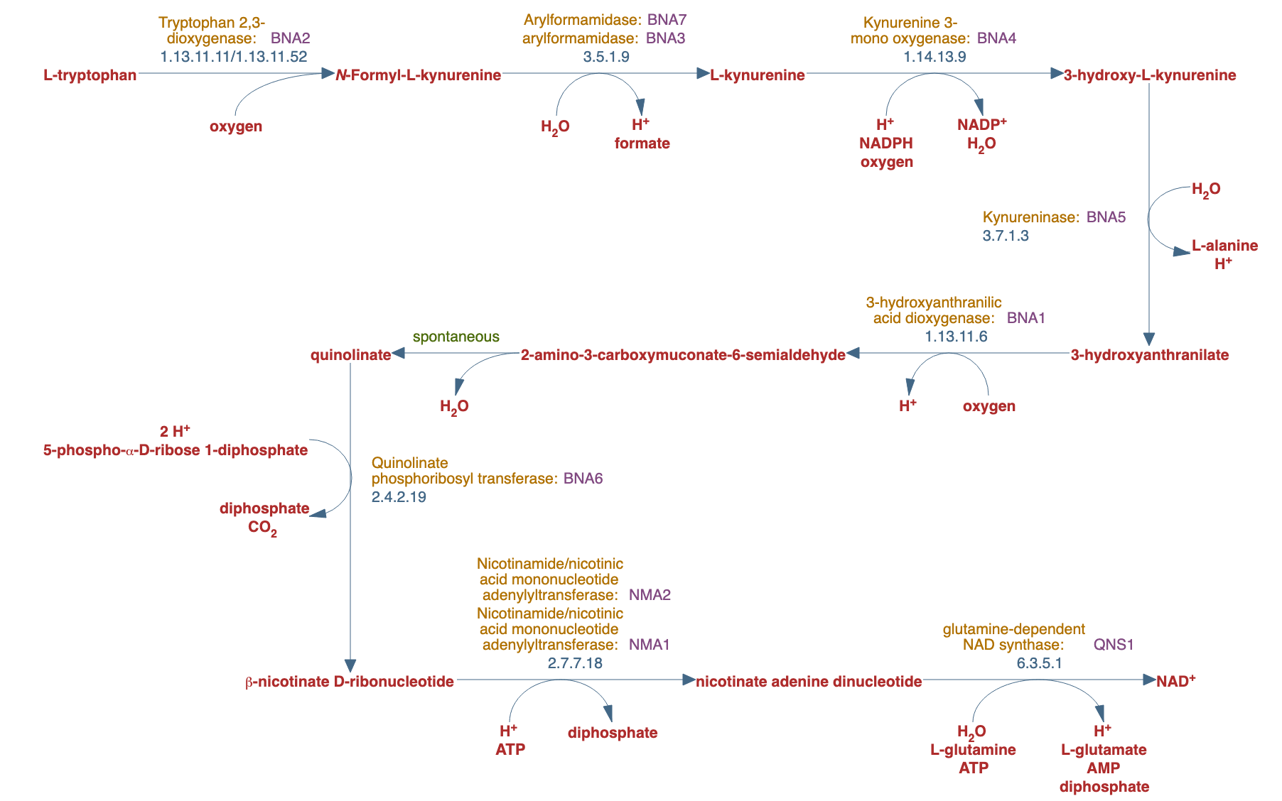 L-tryptophan degradation III (eukaryotic) pathway diagram