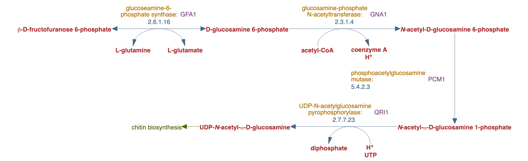 UDP-N-acetylglucosamine biosynthesis pathway diagram