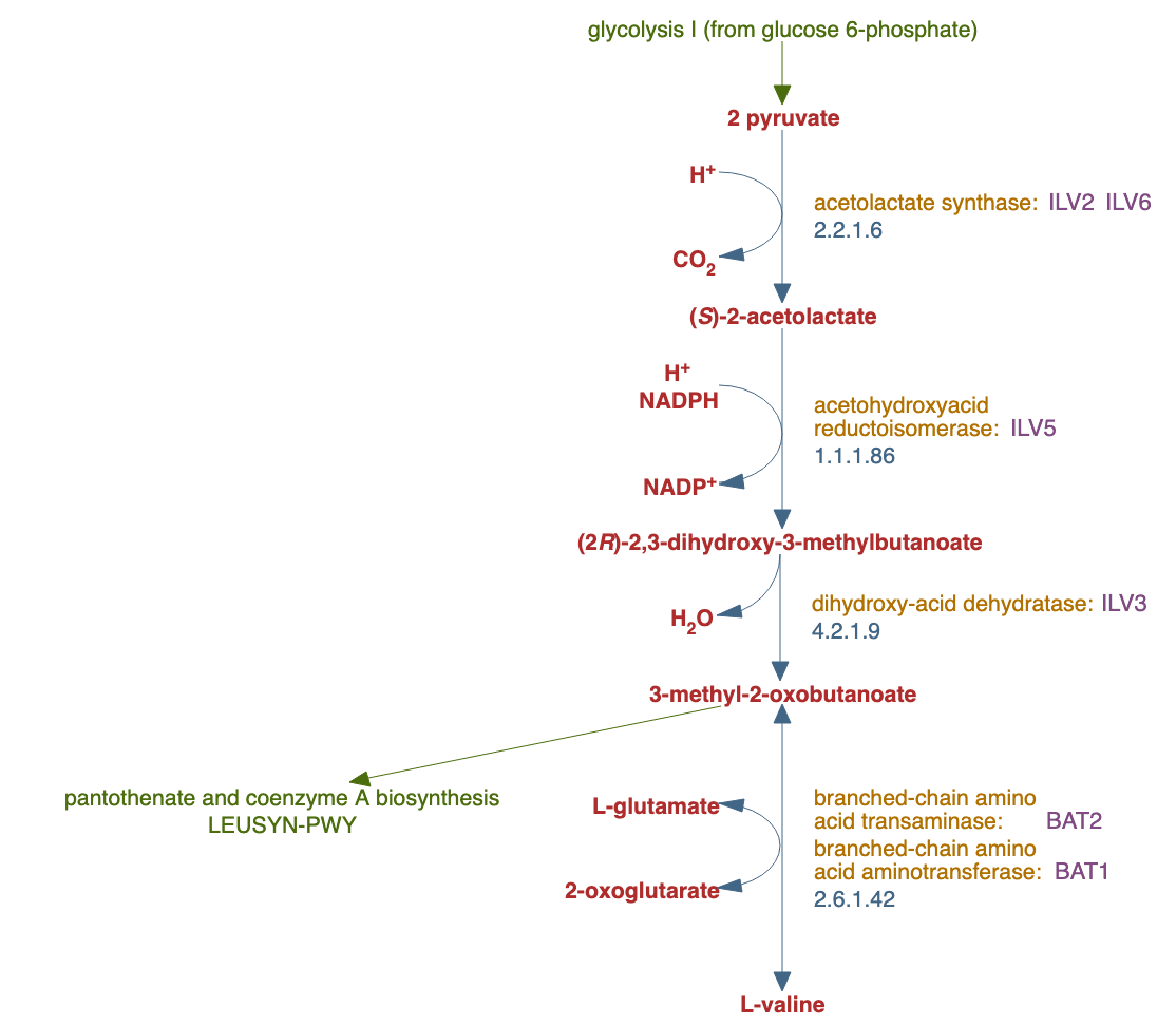 L-valine biosynthesis pathway diagram