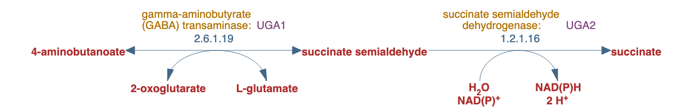 4-aminobutyrate degradation pathway diagram