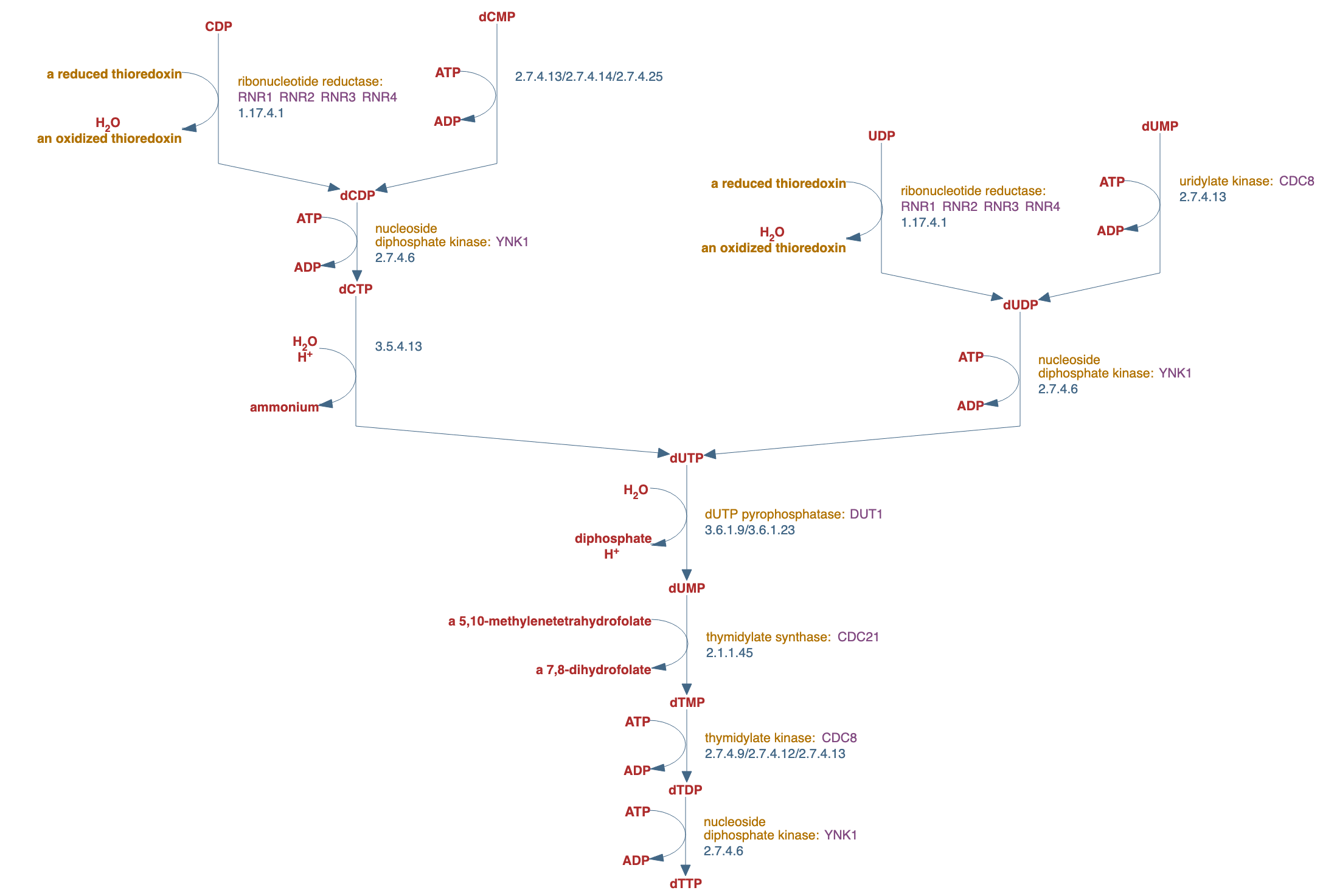 de novo biosynthesis of pyrimidine deoxyribonucleotides pathway diagram