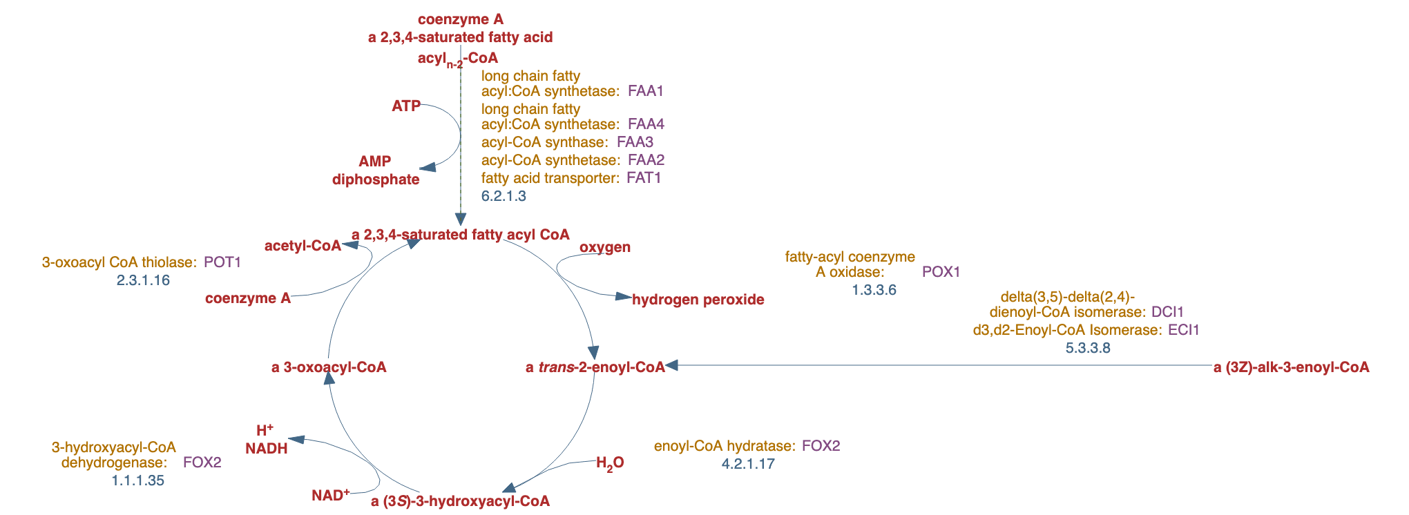 fatty acid oxidation pathway pathway diagram