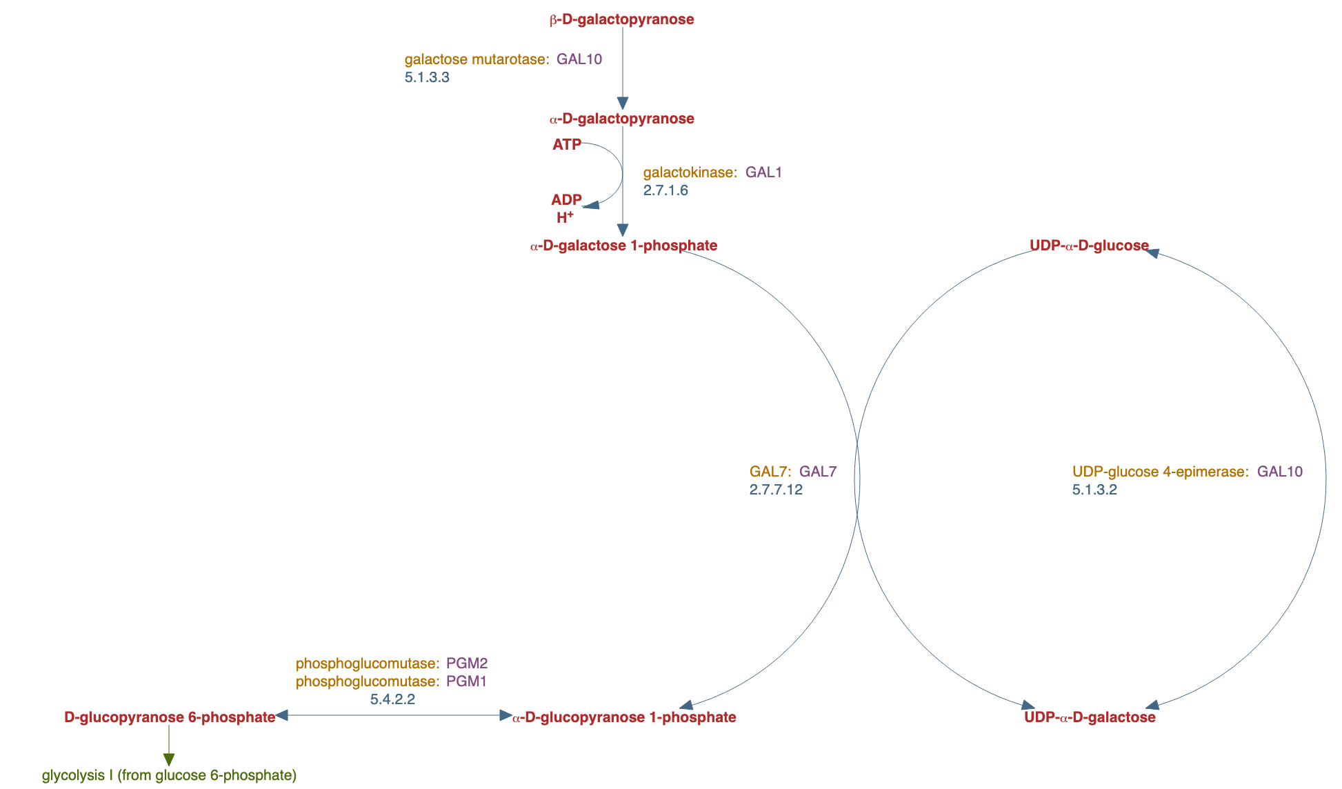 galactose degradation pathway diagram