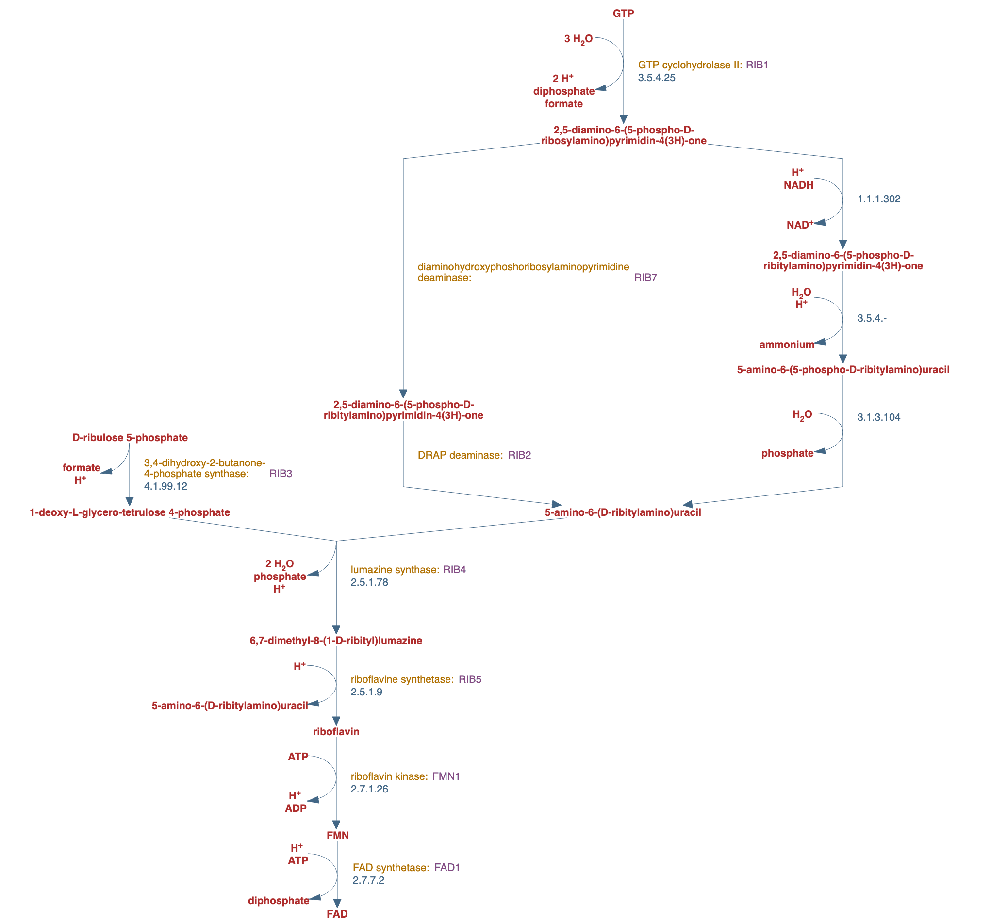 riboflavin, FMN and FAD biosynthesis pathway diagram