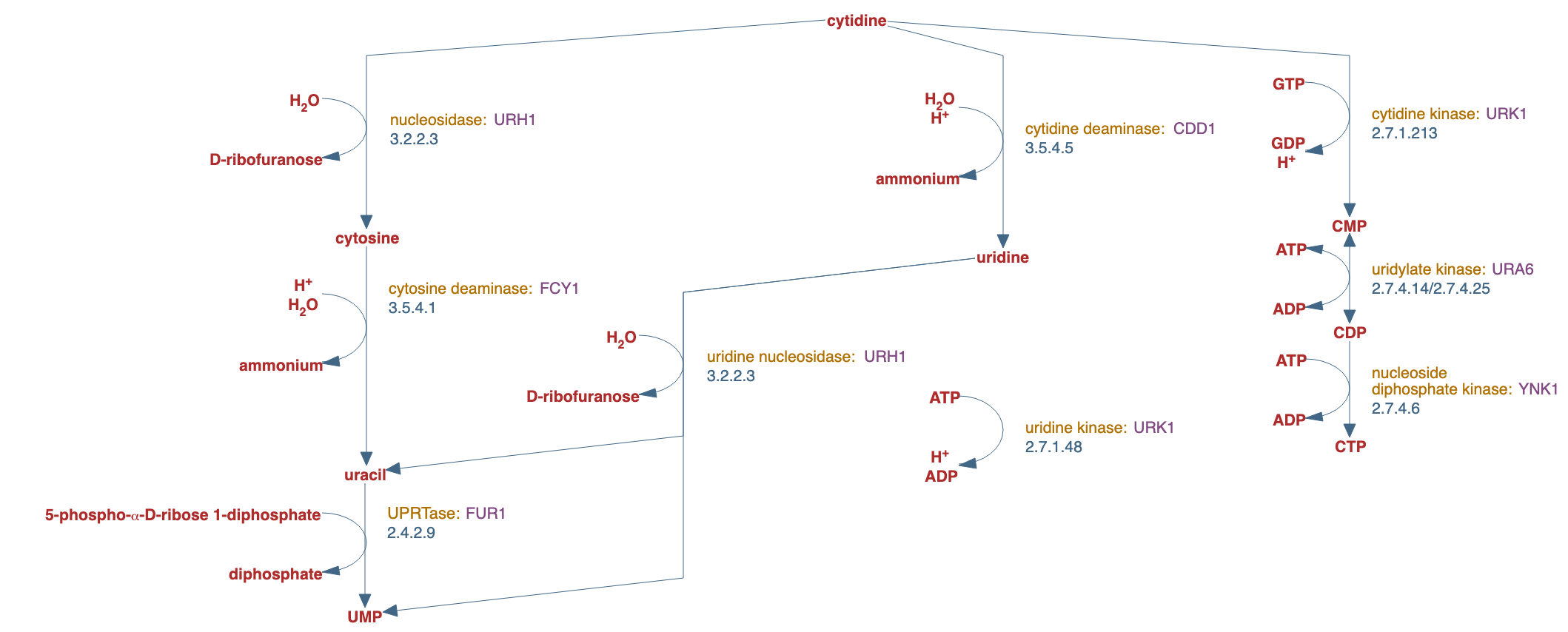 salvage pathways of pyrimidine ribonucleotides pathway diagram