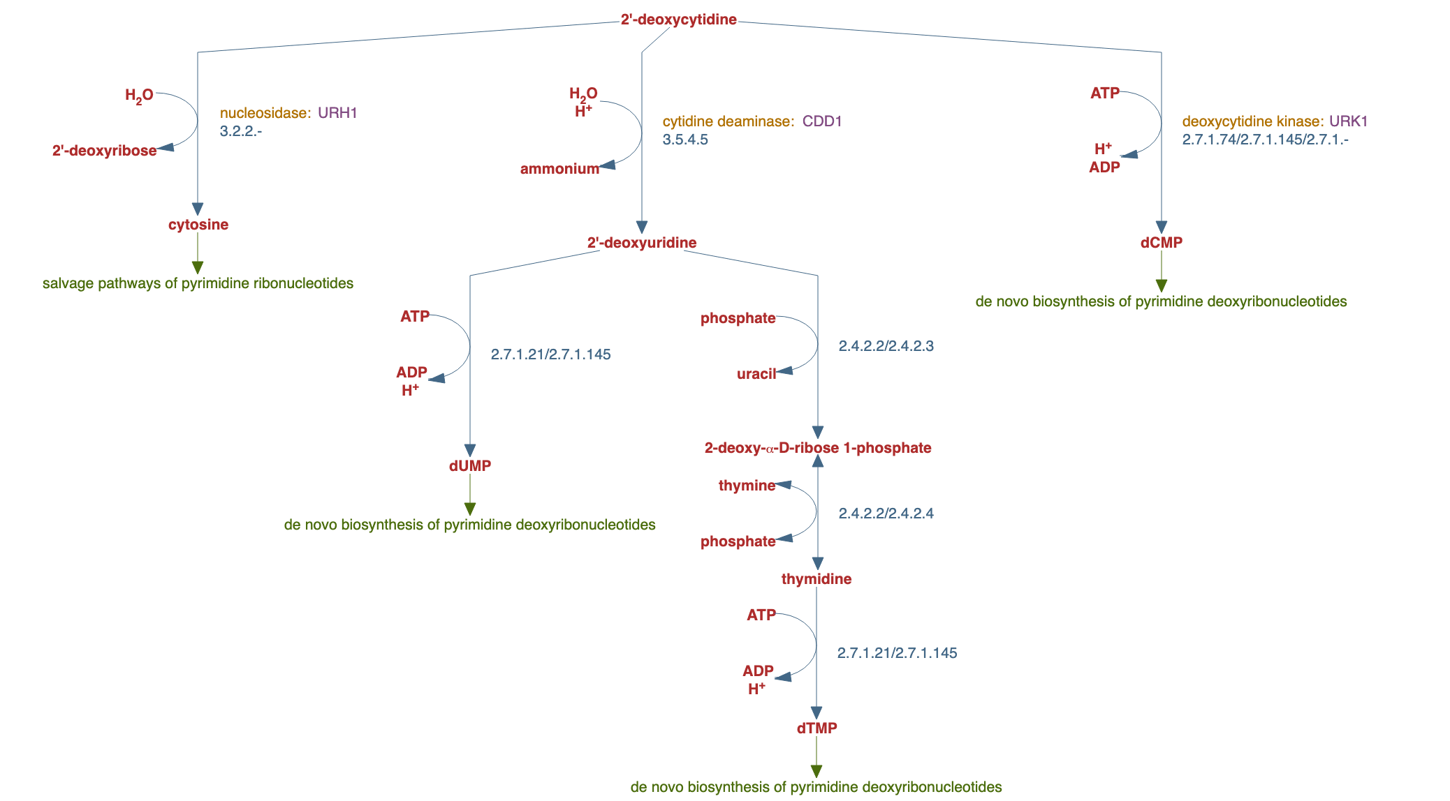 salvage pathways of pyrimidine deoxyribonucleotides pathway diagram